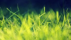 Macro nature grass sunlight