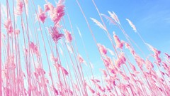 Macro nature grass sunlight