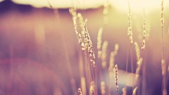 Macro nature grass sunlight depth of field