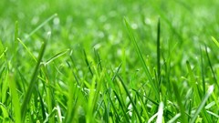 Macro nature grass sunlight depth of field