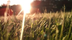 Macro nature grass sunlight lens flare depth of field sun flare