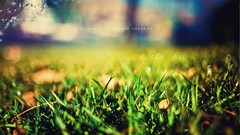 Macro nature grass text bokeh water drops depth of field Ed 