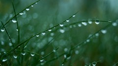 Macro nature grass water drops