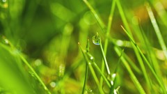 Macro nature grass water drops depth of field