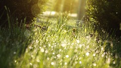 Macro nature grass water drops sunlight depth of field