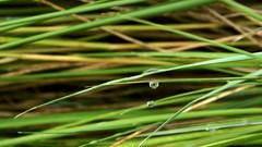 Macro nature grass water rain Green drop water drops