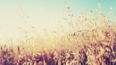 Macro nature grass wheat sunlight depth of field