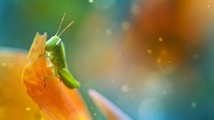Macro nature grasshopper multicolor