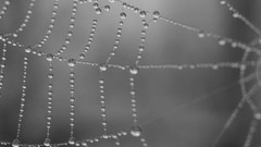 Macro nature gray monochrome spider webs teardrops