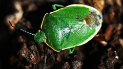 Macro nature Green Bug
