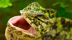Macro nature Green chameleons