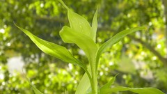 Macro nature Green jungle