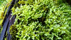 Macro nature Green moss Plants