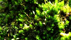 Macro nature Green moss Plants close-up
