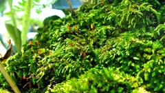 Macro nature Green moss Plants close-up