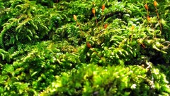 Macro nature Green moss Plants close-up