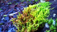 Macro nature Green moss Plants close-up