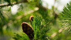 Macro nature Green pinecones pine trees depth of field