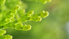 Macro nature Green Plants