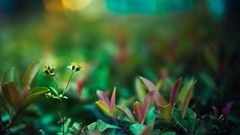 Macro nature Green Plants depth of field