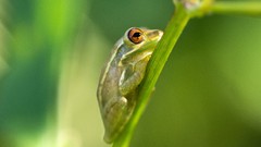 Macro nature Green Plants Frogs wildlife amphibians depth of 