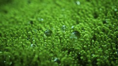 Macro nature Green water drops