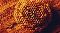 Macro nature honeycomb Wood
