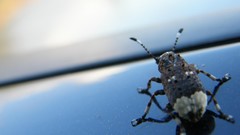 Macro nature insects