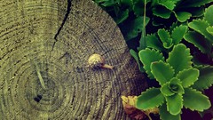 Macro nature insects