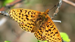 Macro nature insects