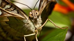 Macro nature insects