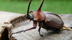 Macro nature insects Beetles