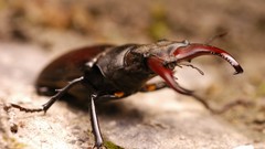 Macro nature insects Beetles male