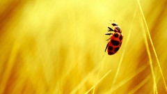 Macro nature insects blurred background ladybirds