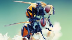 Macro nature insects bugs