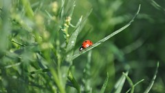 Macro nature insects depth of field ladybirds