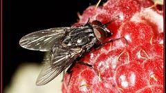 Macro nature insects flies rasberries