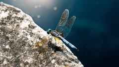 Macro nature insects rocks bokeh Dragonflies HDR Photography 