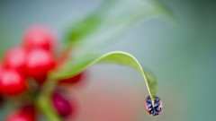 Macro nature insects water drops