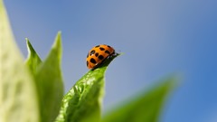 Macro nature ladybirds