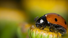 Macro nature ladybirds