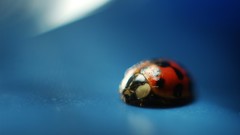 Macro nature ladybirds