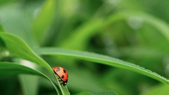 Macro nature ladybirds