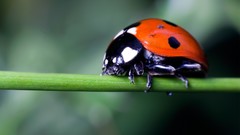 Macro nature ladybirds