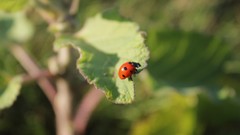 Macro nature ladybirds