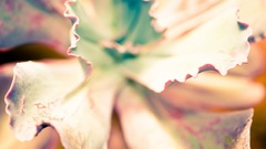 Macro nature leaf leaves