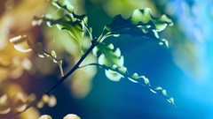 Macro nature light dreamy depth of field