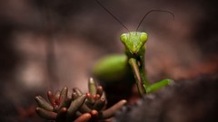 Macro nature mantis