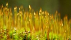 Macro nature moss