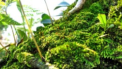 Macro nature moss Plants close-up